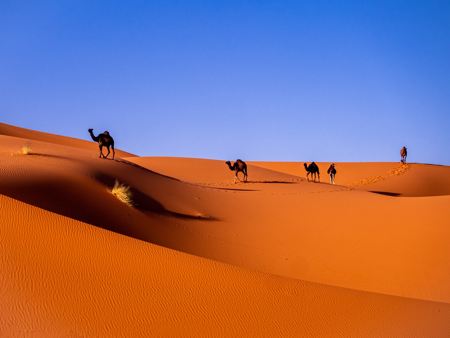 Explore the Sahara